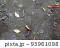 土の上に落ちた葉っぱ　落ち葉 93961098