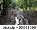 ぬかるんだ泥道　森　林　自然　登山　危ない山道 93961099