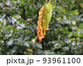 オレンジ色に紅葉した葉っぱ　秋の広葉樹 93961100