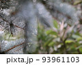 水滴のついたクリスマスツリー　プンゲンス　ポプシー　トウヒ 93961103