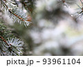 水滴のついたクリスマスツリー　プンゲンス　ポプシー　トウヒ 93961104