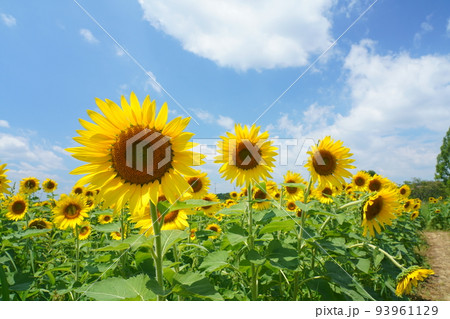 ひまわり33の写真素材 [93961129] - PIXTA