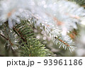 雨に濡れた針葉樹　クリスマスツリー　プンゲンス　ポプシー　トウヒ 93961186