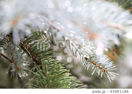 雨に濡れた針葉樹 クリスマスツリー プンゲンス ポプシー トウヒ 雨に濡れた針葉樹 クリスマスツリー プンゲンス ポプシー トウヒ 93961186
