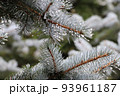 雨に濡れた針葉樹　クリスマスツリー　プンゲンス　ポプシー　トウヒ 93961187