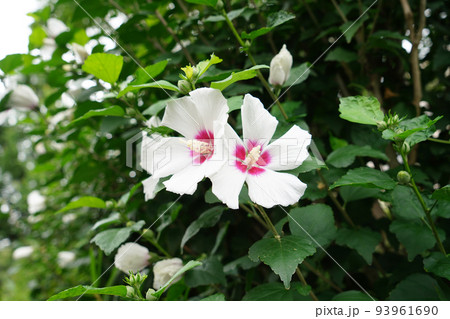 ムクゲソウタン 93961690