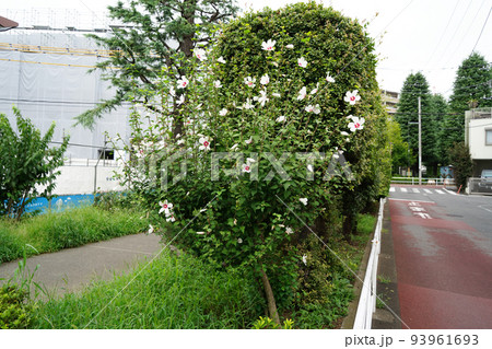 ムクゲソウタン 93961693