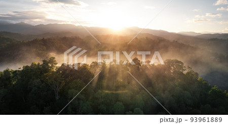 Foggy sunset in the forest in summer 93961889