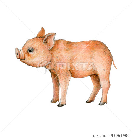 Small baby pig watercolor illustration. Hand drawn piglet. Domestic farm animal. Pink funny pig on white background. Baby piggy farm animal 93961900