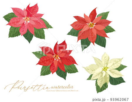 クリスマスに使えるカラフルなポインセチア葉つき 93962067