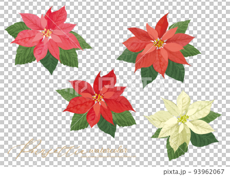 クリスマスに使えるカラフルなポインセチア葉つき 93962067