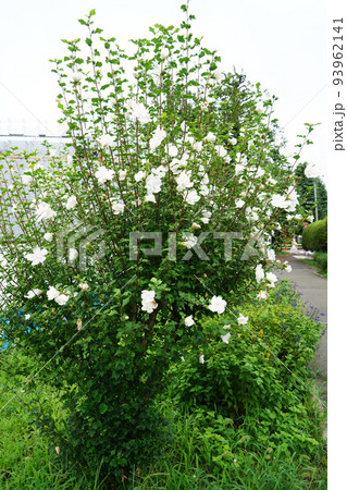 ムクゲ白花笠 93962141