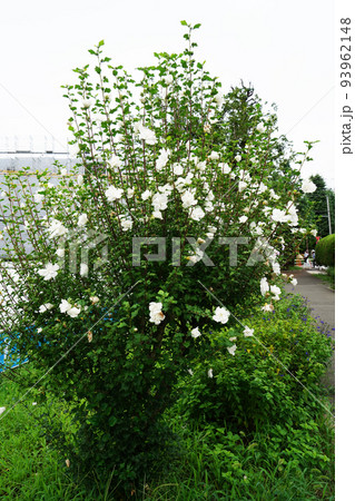 ムクゲ白花笠 ムクゲ白花笠 93962148