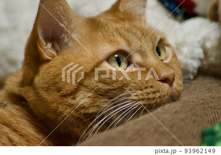 じっと何かを見つめる茶寅の猫 93962149