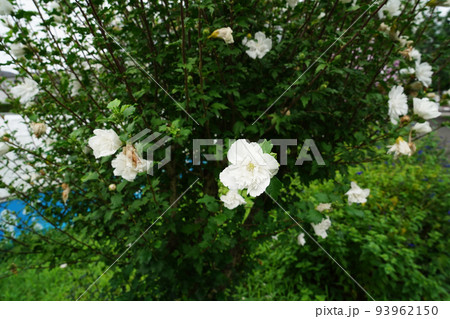 ムクゲ白花笠 93962150