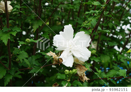 ムクゲ白花笠 93962151