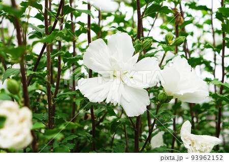 ムクゲ白花笠 93962152