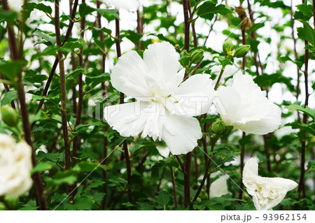ムクゲ白花笠 ムクゲ白花笠 93962154
