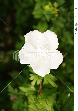 ムクゲ白花笠 93962167