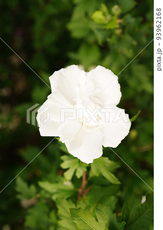 ムクゲ白花笠 ムクゲ白花笠 93962168