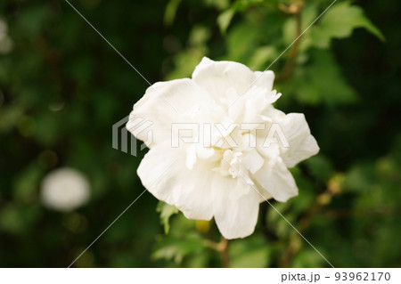 ムクゲ白花笠 93962170