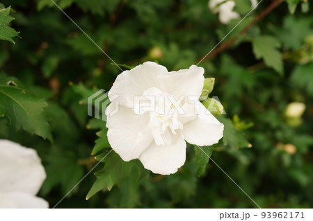 ムクゲ白花笠 ムクゲ白花笠 93962171