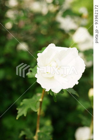 ムクゲ白花笠 93962172