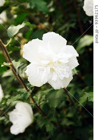 ムクゲ白花笠 93962175