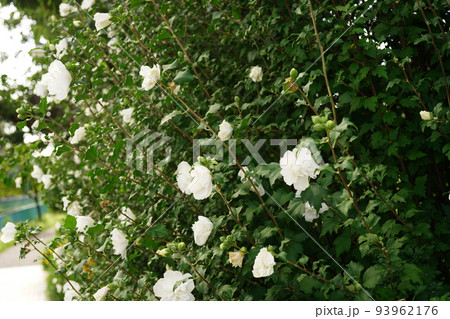 ムクゲ白花笠 ムクゲ白花笠 93962176