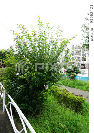 ムクゲ夏空 93962421