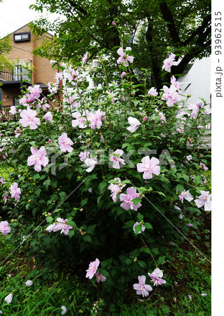 ムクゲ大徳寺花笠 93962515