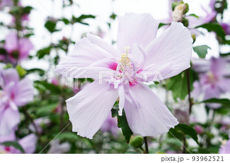 ムクゲ大徳寺花笠 93962521