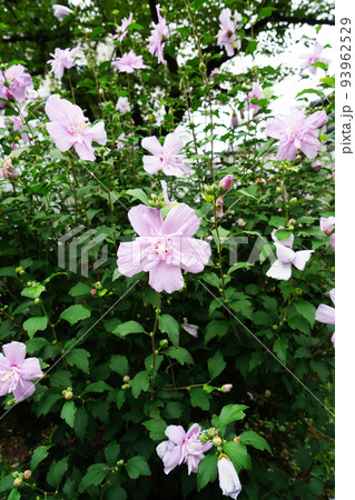 ムクゲ大徳寺花笠 93962529