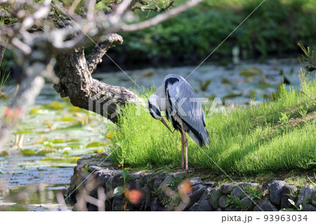 オオアオサギ 93963034