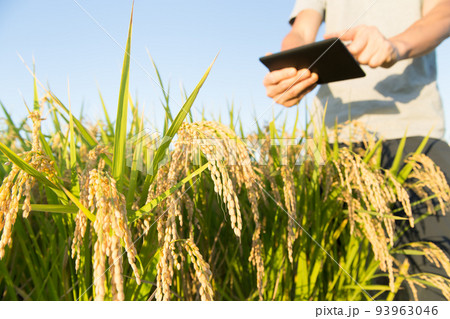 タブレットで米の成長を管理する 93963046