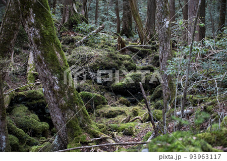 山梨県の樹海 93963117