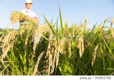米を収穫する農家 93963760