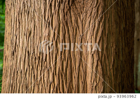 木の樹皮のテクスチャパターン(ラクウショウ ver.2) 木の樹皮のテクスチャパターン(ラクウショウ ver.2) 93963962
