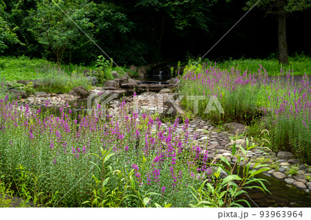 夏に川辺で咲くミソハギの花 夏に川辺で咲くミソハギの花 93963964