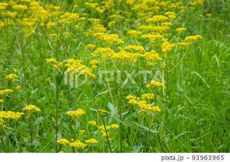 オミナエシの花 93963965