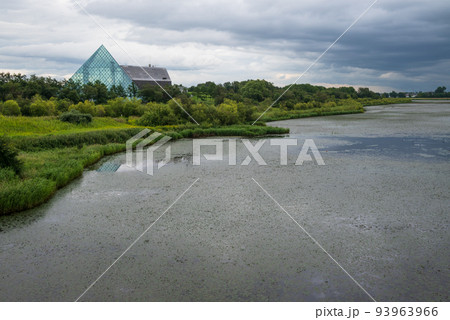 自然豊かなモエレ沼公園の沼の水草 93963966