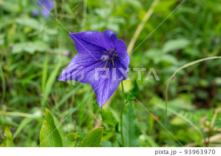 桔梗の花 桔梗の花 93963970