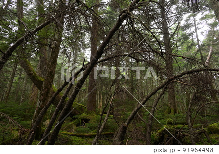 木が倒れる苔むす森 白駒の森 朽木 木が倒れる苔むす森 白駒の森 朽木 93964498