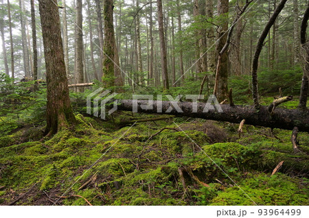 木が倒れる苔むす森 白駒の森 朽木 木が倒れる苔むす森 白駒の森 朽木 93964499