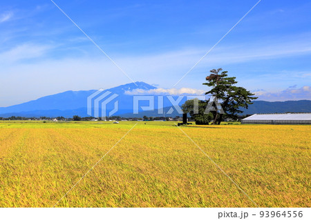 庄内平野の秋風景 93964556