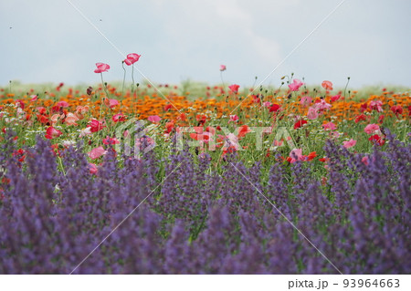 ハーブ園の花園 93964663