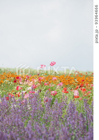 ハーブ園の色とりどりの花 ハーブ園の色とりどりの花 93964666