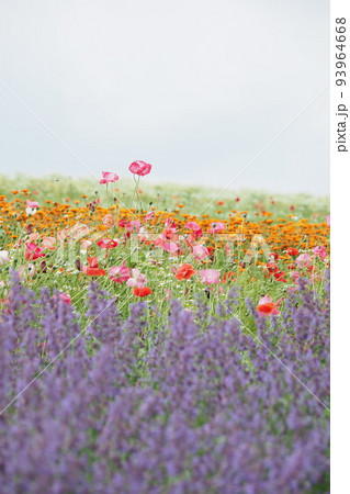 ハーブ園の色とりどりの花 93964668