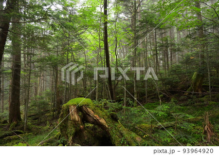 苔生す白駒の森 神秘的な森の風景 苔の森 苔生す白駒の森 神秘的な森の風景 苔の森 93964920