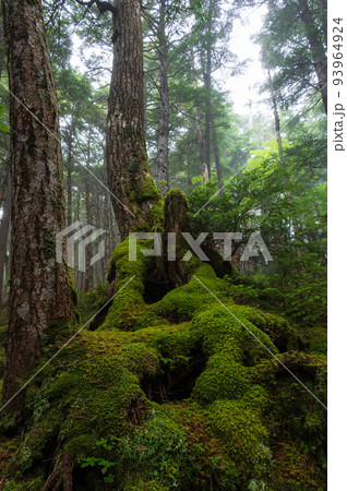 苔生す白駒の森　神秘的な森の風景　苔の森 93964924